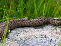 Common Adder - Marasso - Vipera berus